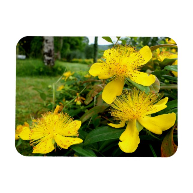 Ímã Hypericum calycinum (Horizontal)