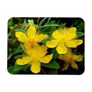 Ímã Hypericum calycinum