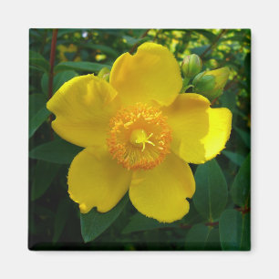 Imã Hypericum Hidcote (o Wort de St John)