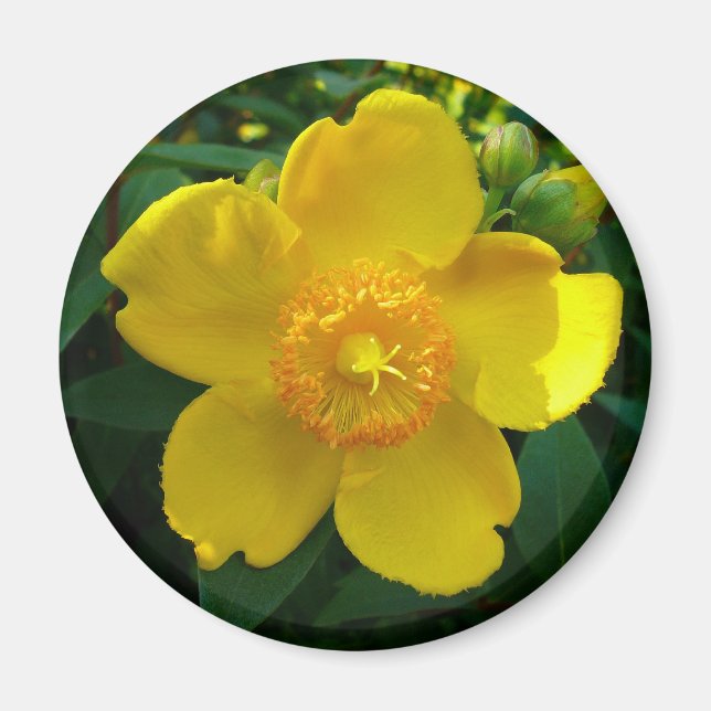 Imã Hypericum Hidcote (Rua. João) (Frente)