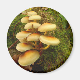 Imã Hypholoma fasciculare Mushroom Magnet
