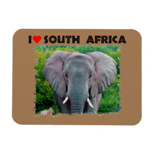 Ímã I Heart Africa do Sul jovem elefante de touro