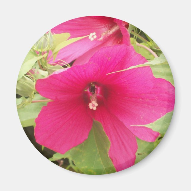 Imã íbico (Frente)