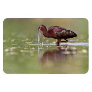 Ímã Ibis nas lagoas