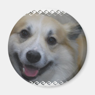 Imã icelandic-sheepdog-2.jpg