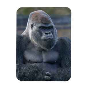 Ímã Iconic Silverback Oumbi