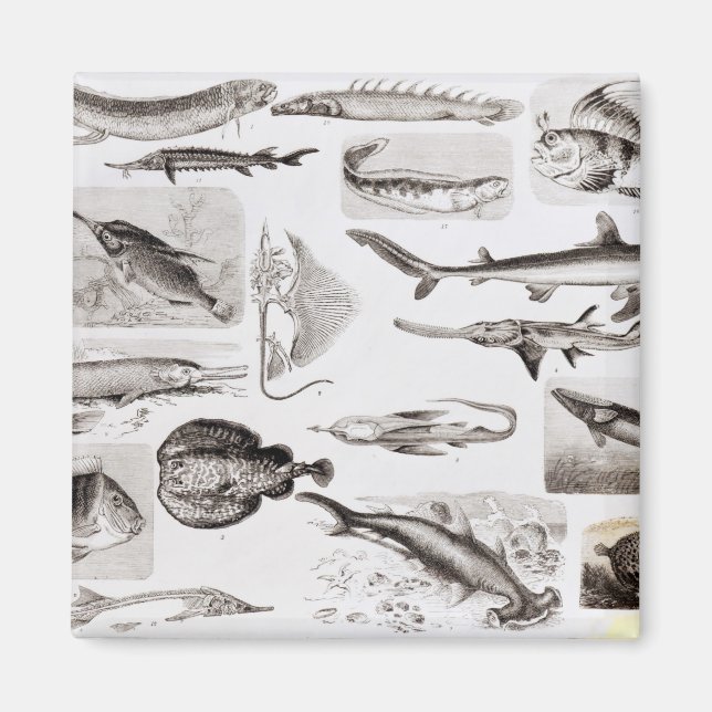 Imã Ictiologia - Elasmobranch, Ganoide (Frente)