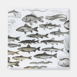 Imã Ictiologias, peixes ósseos, Marisipobranchs