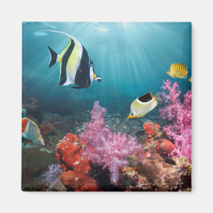 Imã Ídolo do Moorish do cenário   do recife de corai