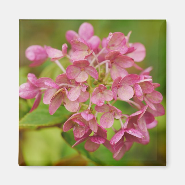 Imã Ídrangea rosa (Frente)
