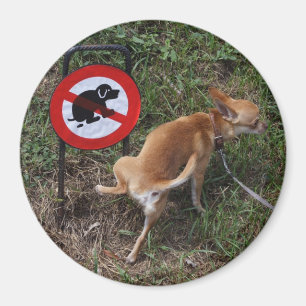 Imã Ignorância é felicidade