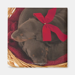 Imã Igualmente Doberman Pincher. Cão doméstico de
