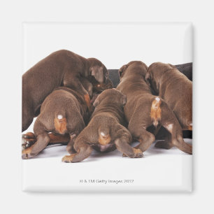 Imã Igualmente Doberman Pincher. Cão doméstico de