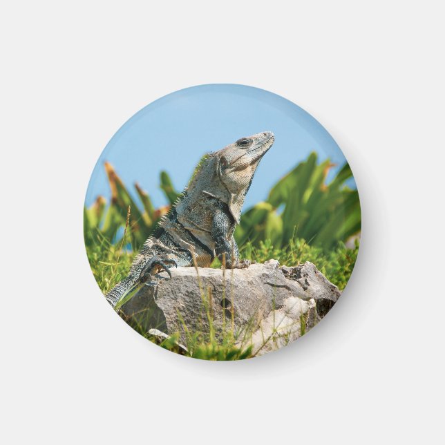 Imã Iguana (Frente)