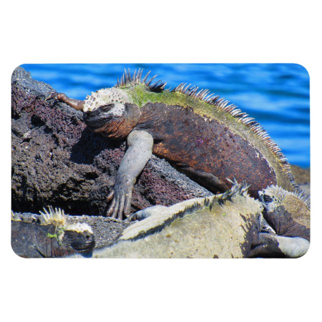 Ímã iguana marinha das Galápagos (Horizontal)