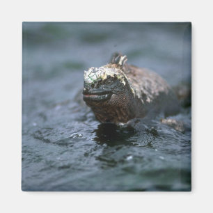 Imã Iguana marinha que nada para fora para alimentar
