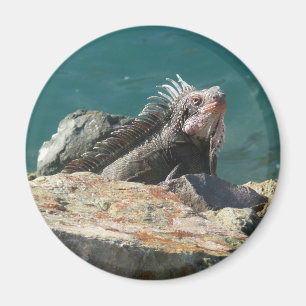 Imã Iguana na Rua. Thomas Wildlife