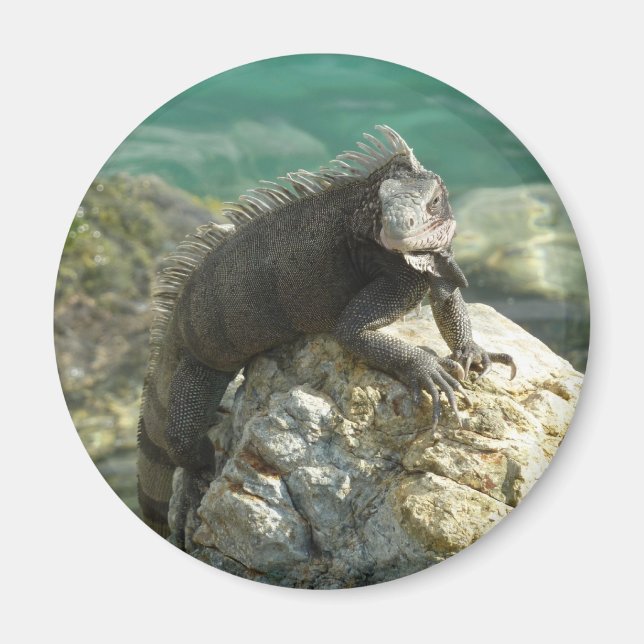 Imã Iguana nas Rochas na Rua. Thomas (Frente)