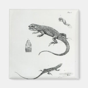 Imã Iguana Shingled