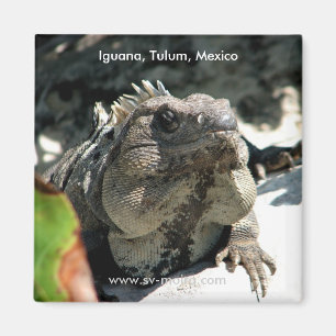 Imã Iguana, Tulum, México