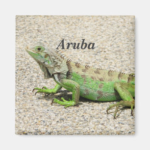 Imã Iguana verde de Aruba