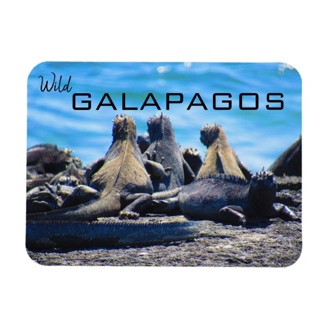 Ímã iguanas das galápagos selvagens (Horizontal)