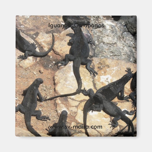 Imã Iguanas Marinhas, Ilhas las Plazas, Galápagos (Frente)