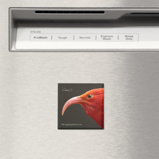 Imã Iiwi Magnet de Honeycreeper havaiano