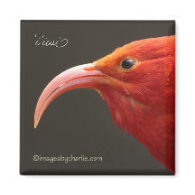 Iiwi Magnet de Honeycreeper havaiano