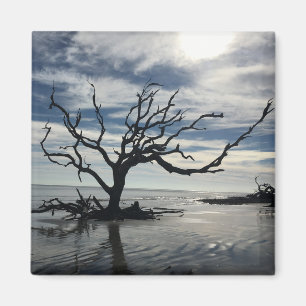 Imã Ilha de Jekyll Georgia