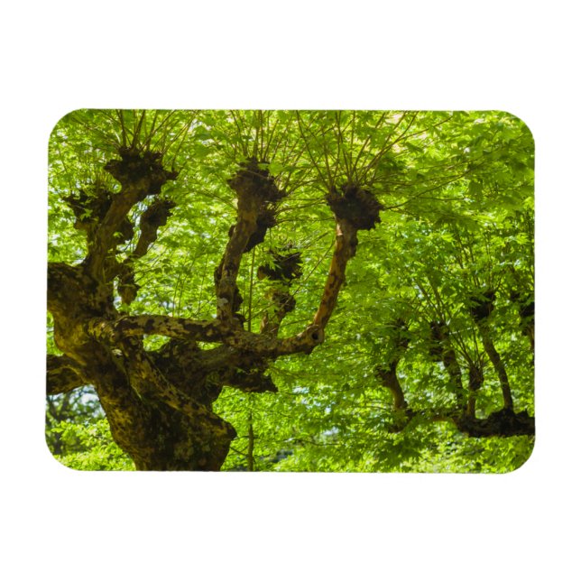 Ímã Ilha de São Miguel (Horizontal)