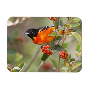 Ímã Ilha de South Padre, Texas, EUA, Baltimore Oriole
