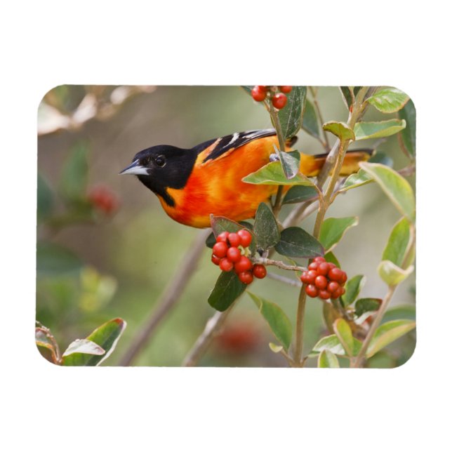 Ímã Ilha de South Padre, Texas, EUA, Baltimore Oriole (Horizontal)