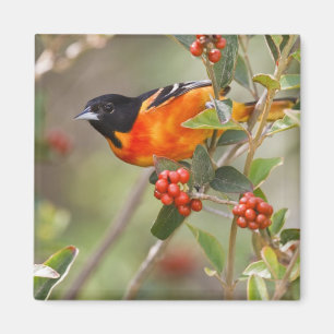 Imã Ilha de South Padre, Texas, EUA, Baltimore Oriole