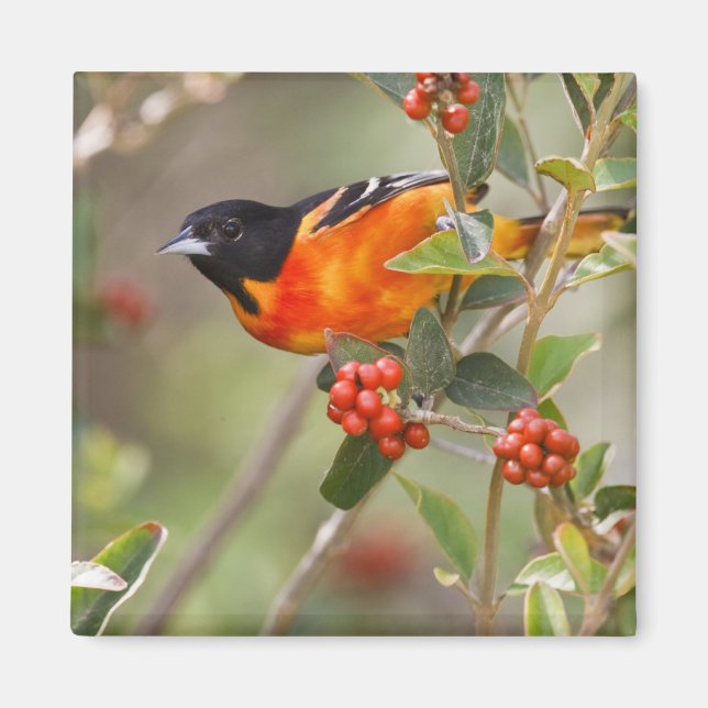 Imã Ilha de South Padre, Texas, EUA, Baltimore Oriole (Frente)