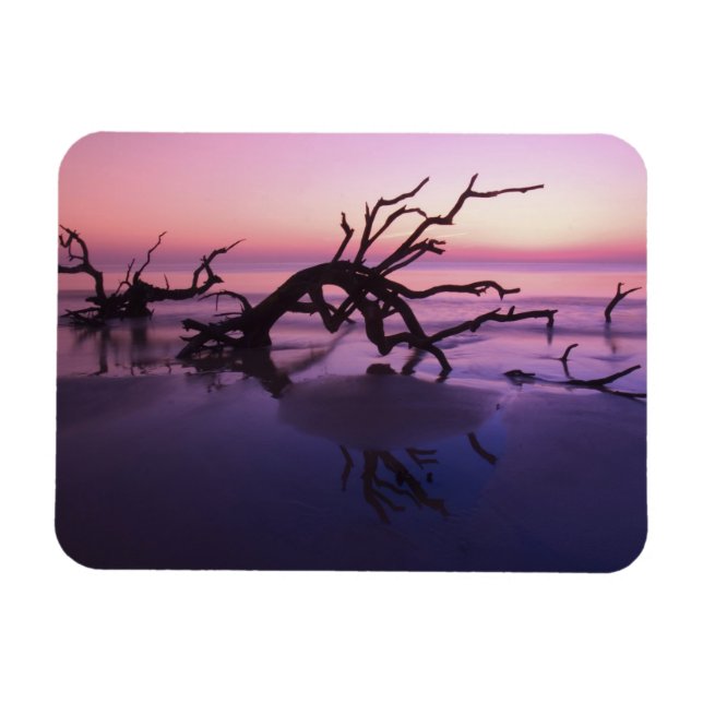 Ímã Ilha GA Jekyll, Cemitério de árvores na praia em (Horizontal)