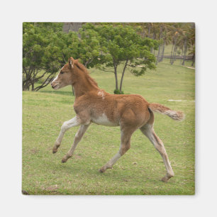 Imã Ilha páscoa Rapa Nui