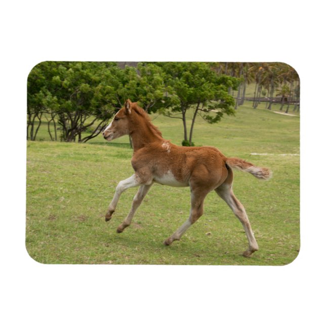 Ímã Ilha páscoa Rapa Nui (Horizontal)