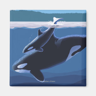 Imã Ilha Whidbey, Washington Orca e Calf