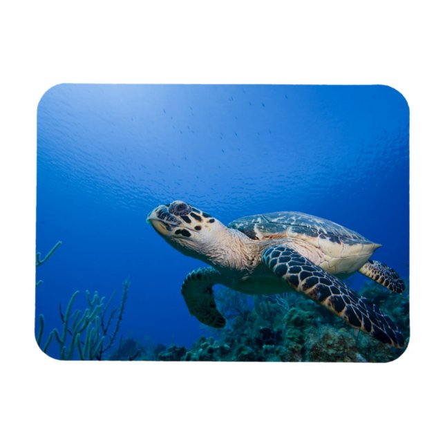 Ímã Ilhas Cayman, Little Cayman Island, Subaquático 2 (Horizontal)