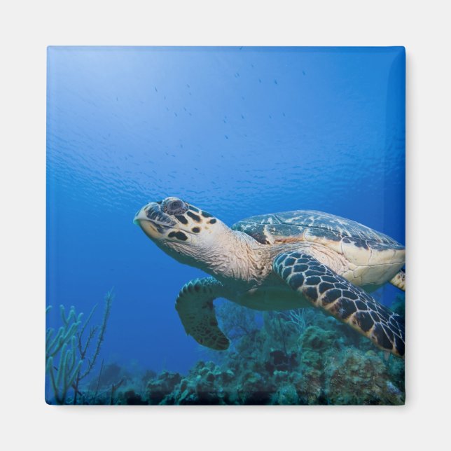 Imã Ilhas Cayman, Pequena Ilha Cayman, Subaquático 2 (Frente)