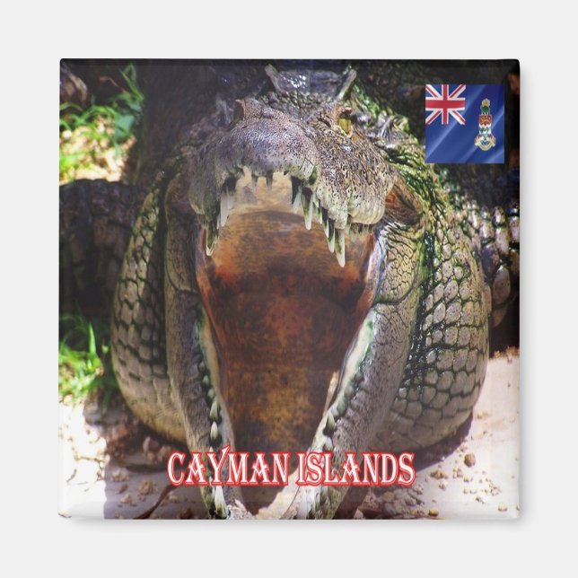 Imã ILHAS CAYMAN zKY008, crocodilo em Cayman, frigoríf (Frente)