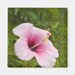 Imã Ilhas Cook, Atiu. Flor de hibisco.