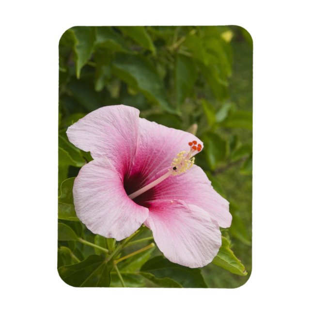 Ímã Ilhas Cook, Atiu. Flor de hibisco. (Vertical)