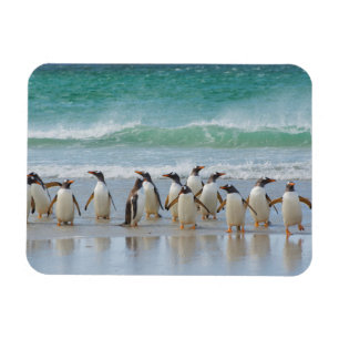 Ímã Ilhas Falkland. Ilha Saunders. Pinguim-gentoo