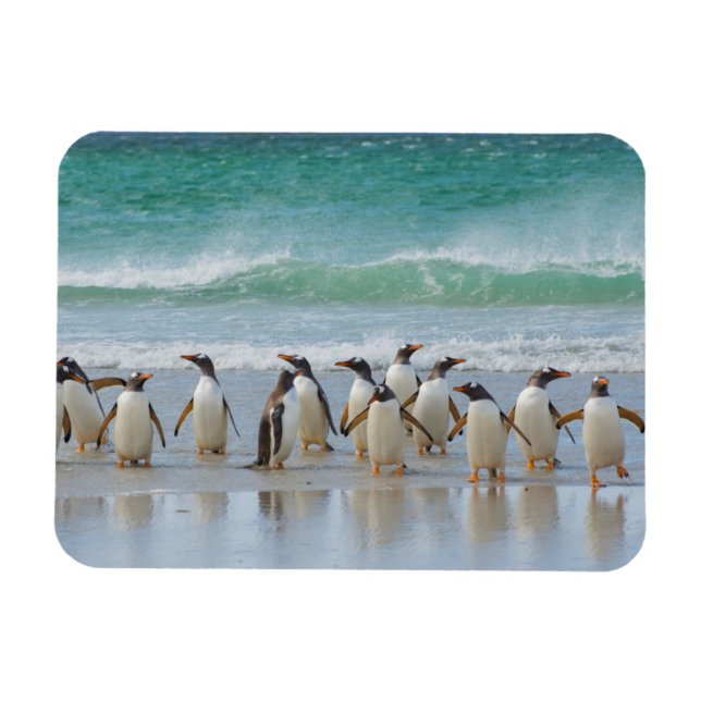 Ímã Ilhas Falkland. Ilha Saunders. Pinguim-gentoo (Horizontal)