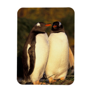Ímã Ilhas Falkland. Pinguins Gentoo. (Pyroscelis