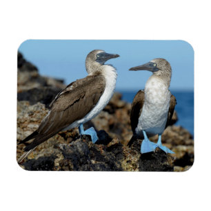 Ímã Ilhas Galápagos, Ilha Isabela