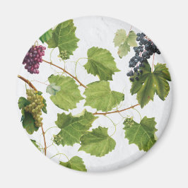 Imã Ilhas Gregas do Vineyard do Mediterrâneo