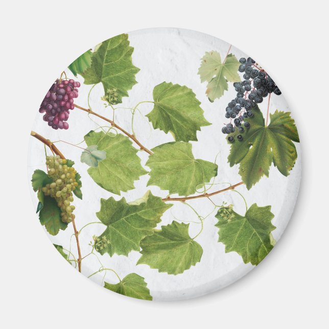 Imã Ilhas Gregas do Vineyard do Mediterrâneo (Frente)